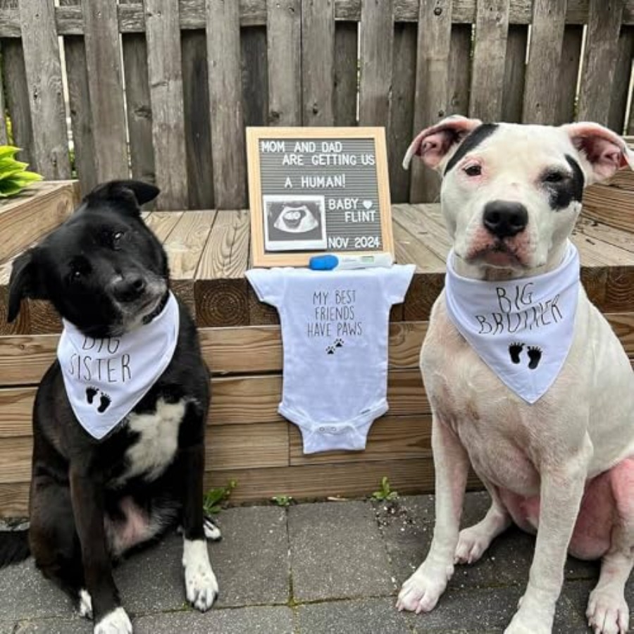 Blank Dog Bandanas Large-1PCS, – Bandana Blank White recenzja i cena